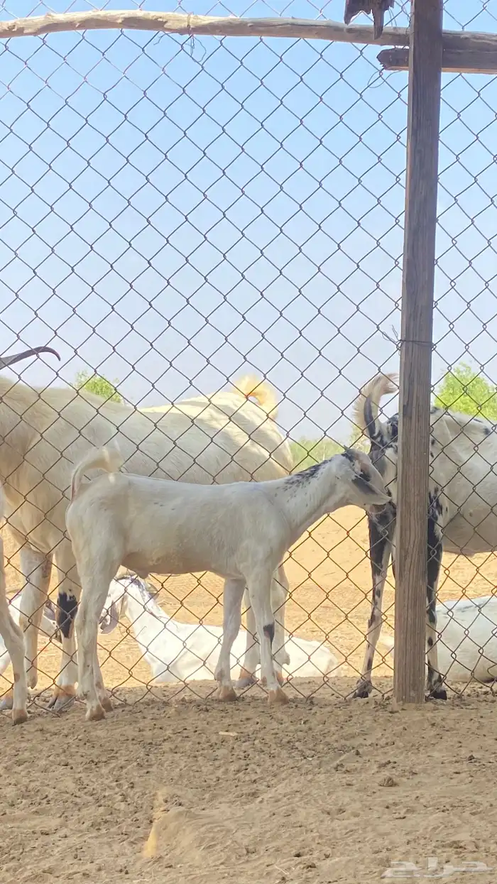 اثنين تيوس مشاريع 4