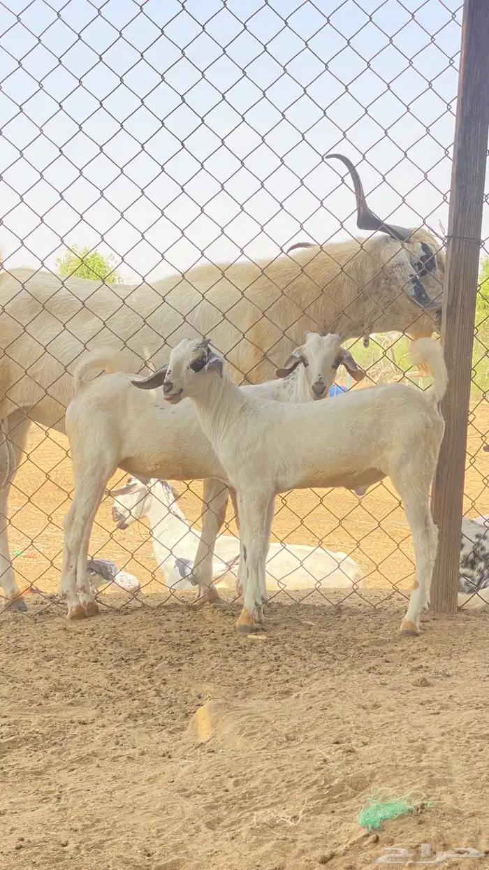 اثنين تيوس مشاريع 12