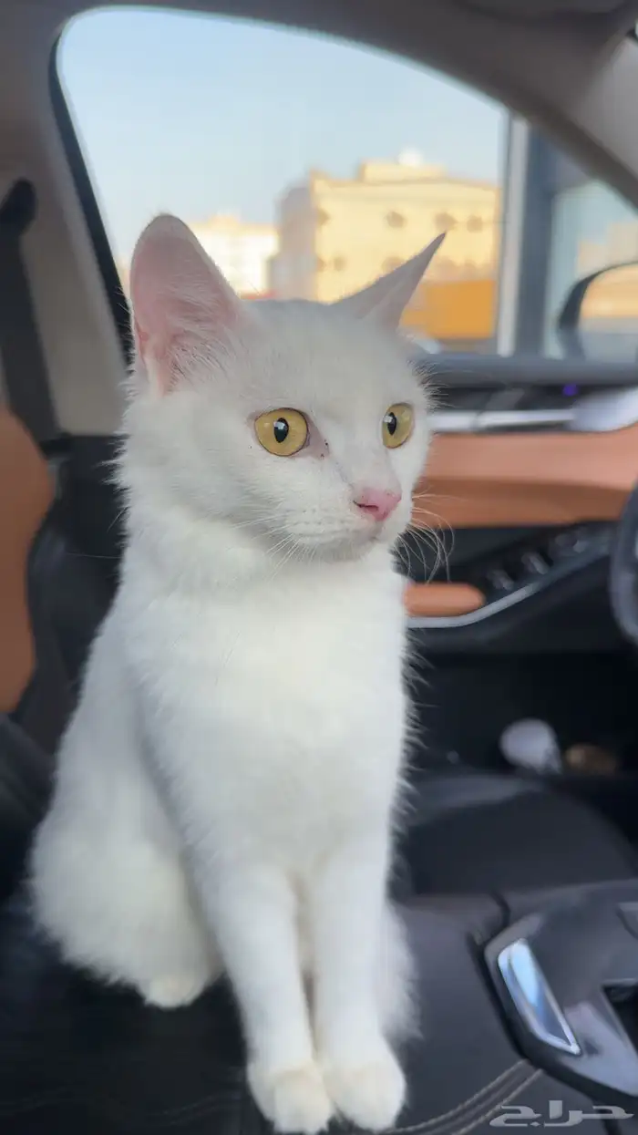 قطة للتبني 3