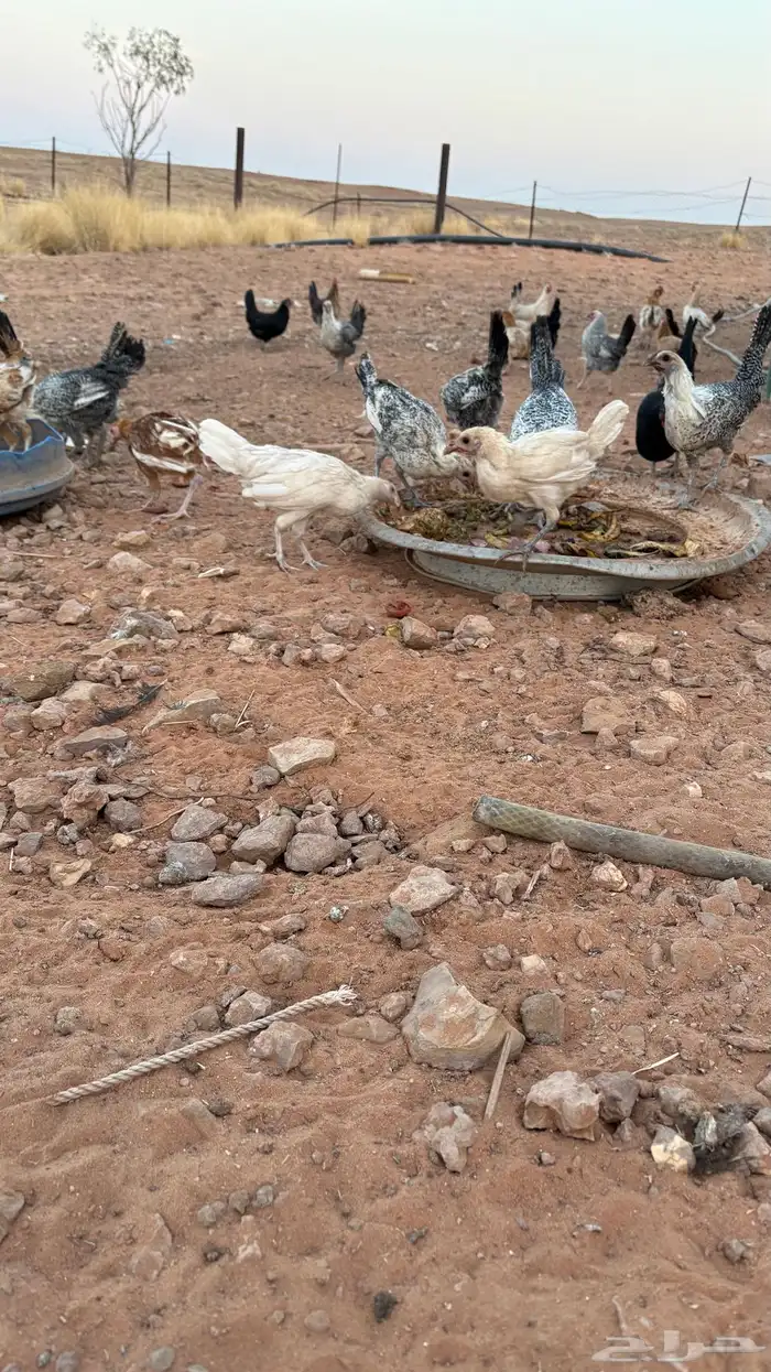 دجاج بشاير 2