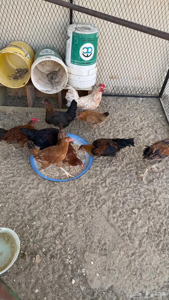 دجاج وديوك 1