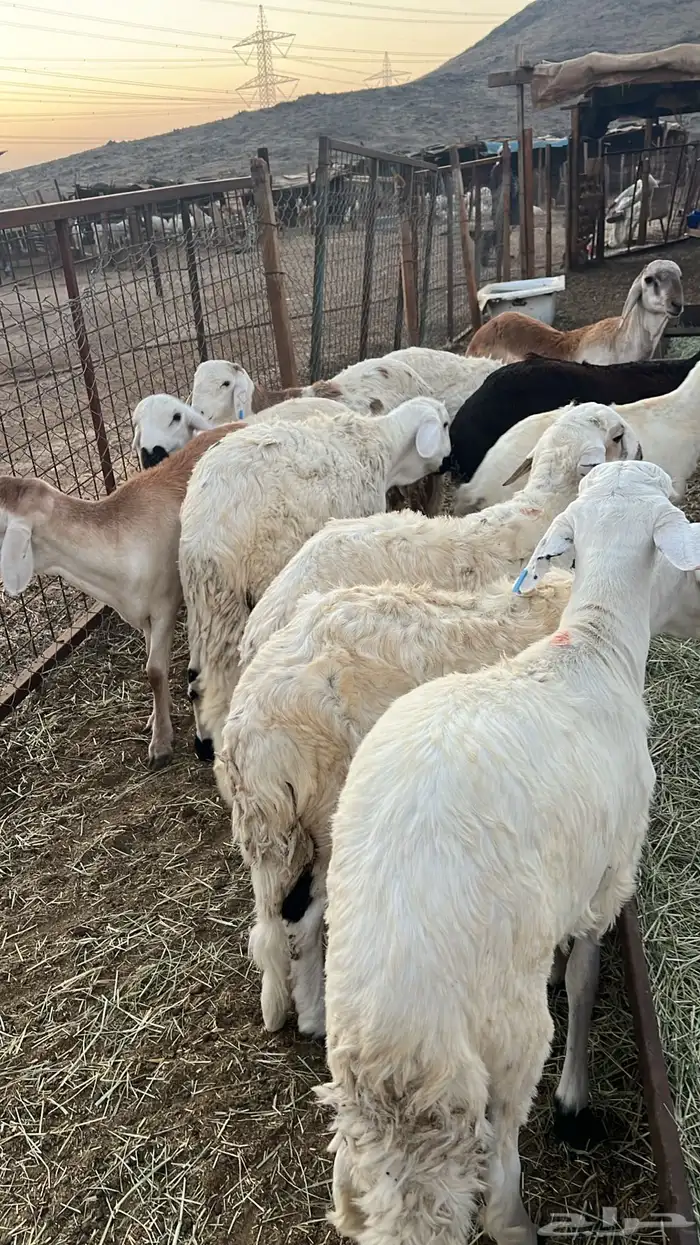 طليان سواكن للبيع 3