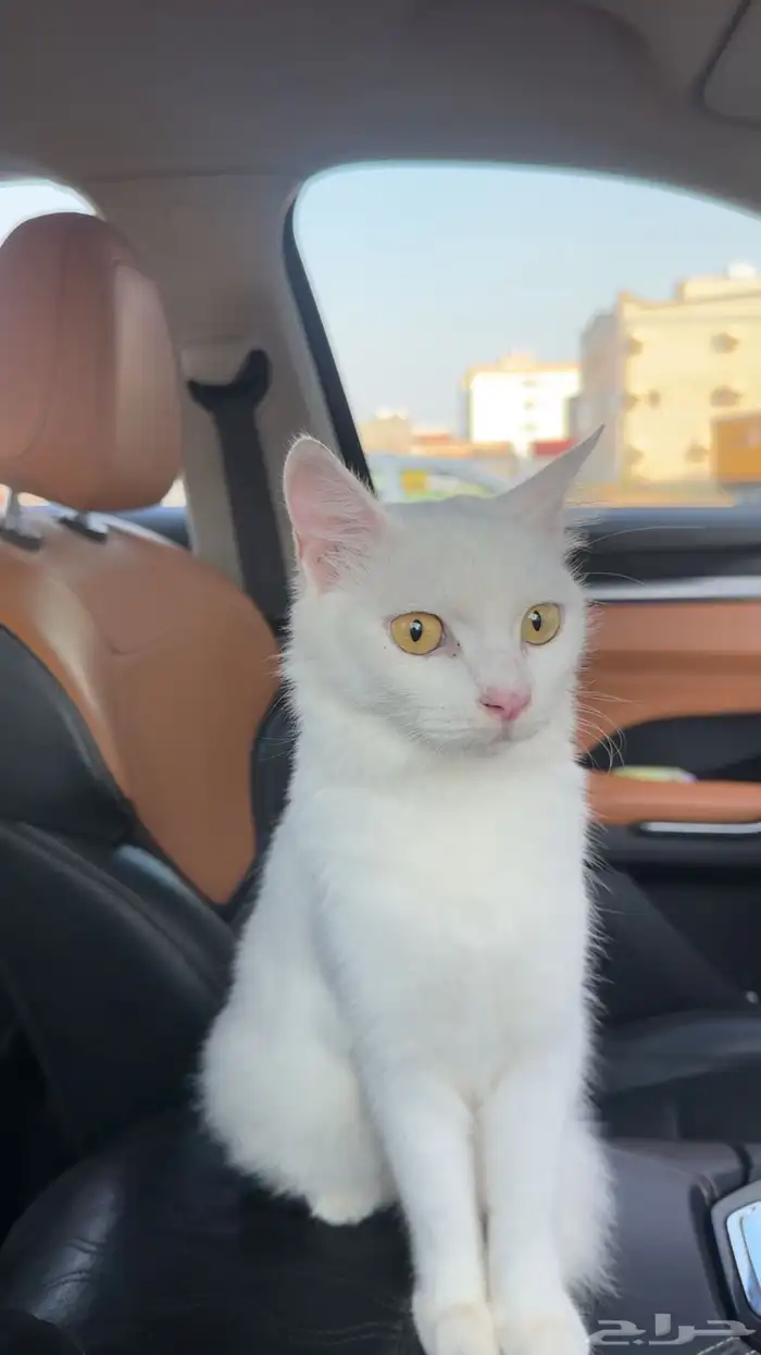 قطة للتبني 2