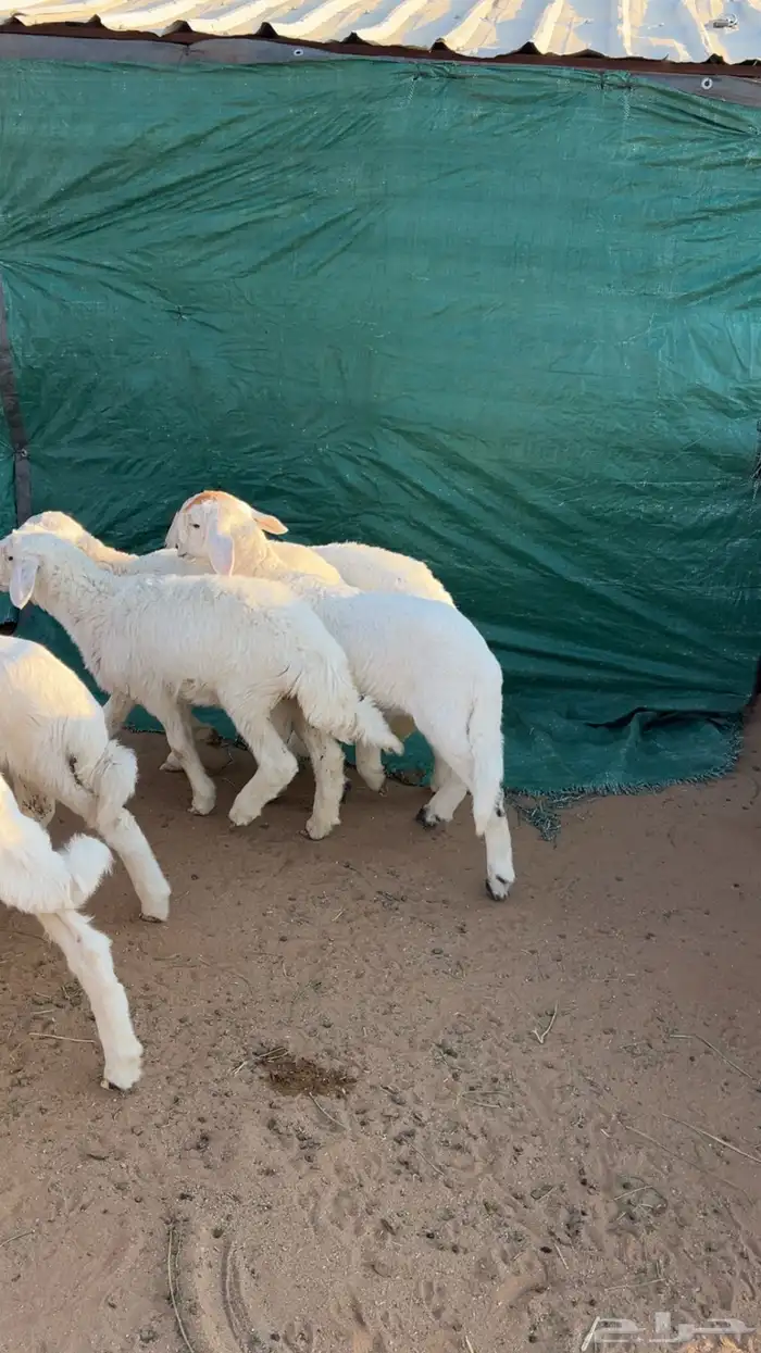 للبيع بهم حري 4