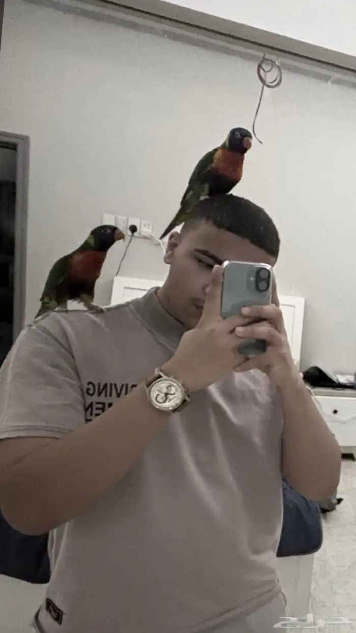 جوز بغبغاء رينبو لوري 0