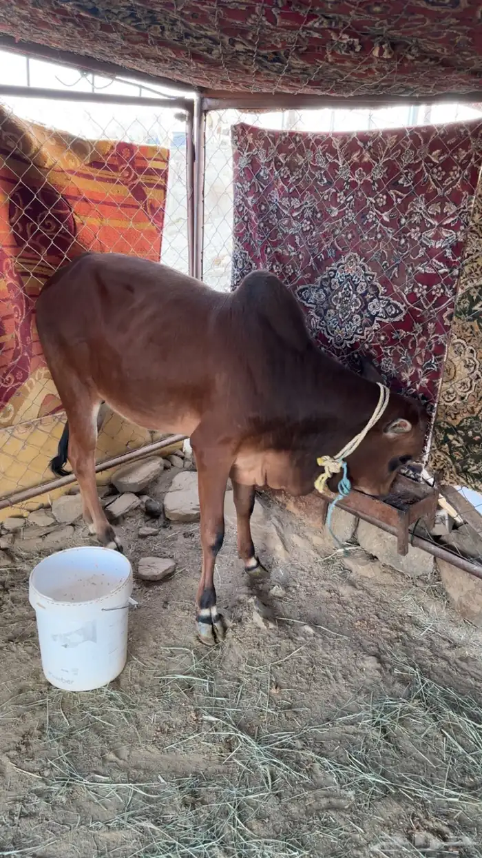 بقره حسيل كفو 0