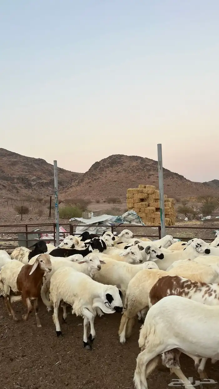 طليان سواكن شبيه الحرب مرابى جادعان مرابى 21