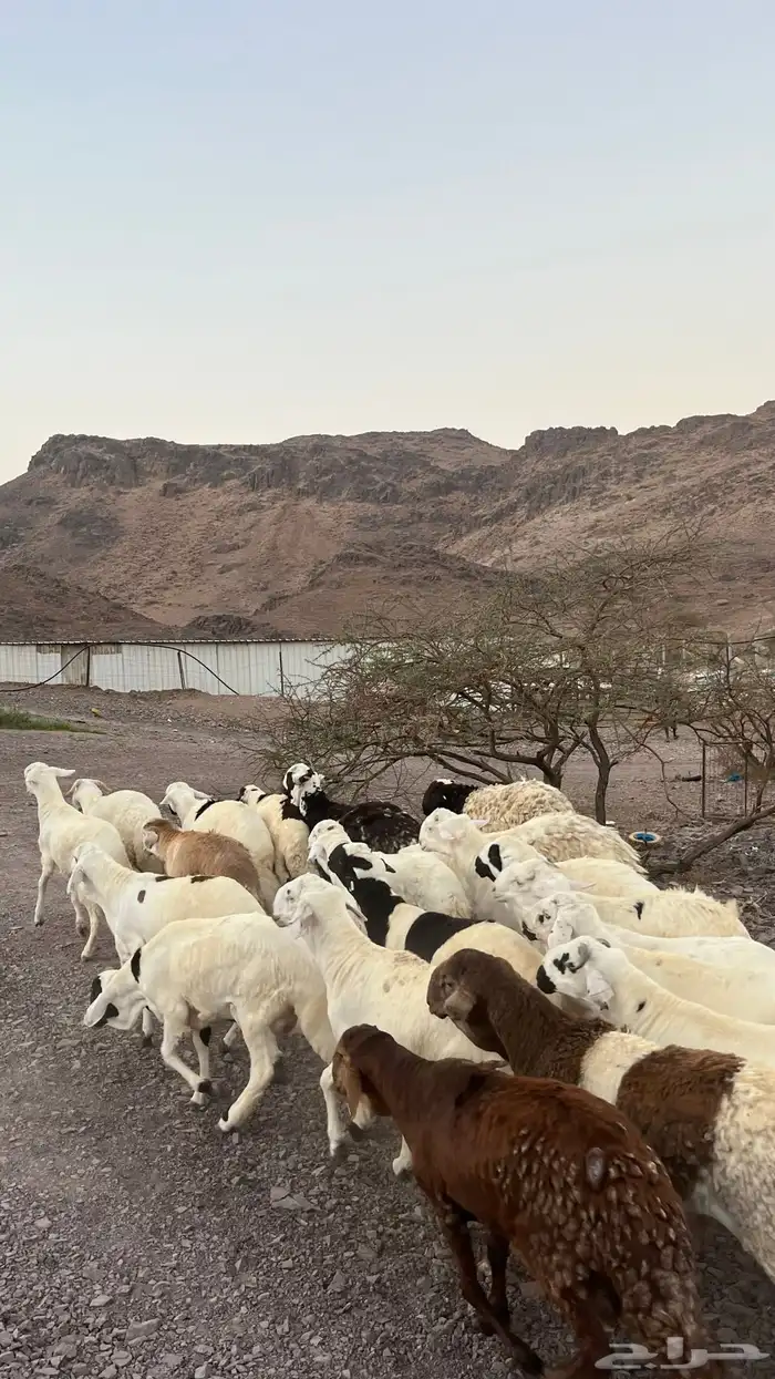 طليان سواكن شبيه الحرب مرابى جادعان مرابى 7