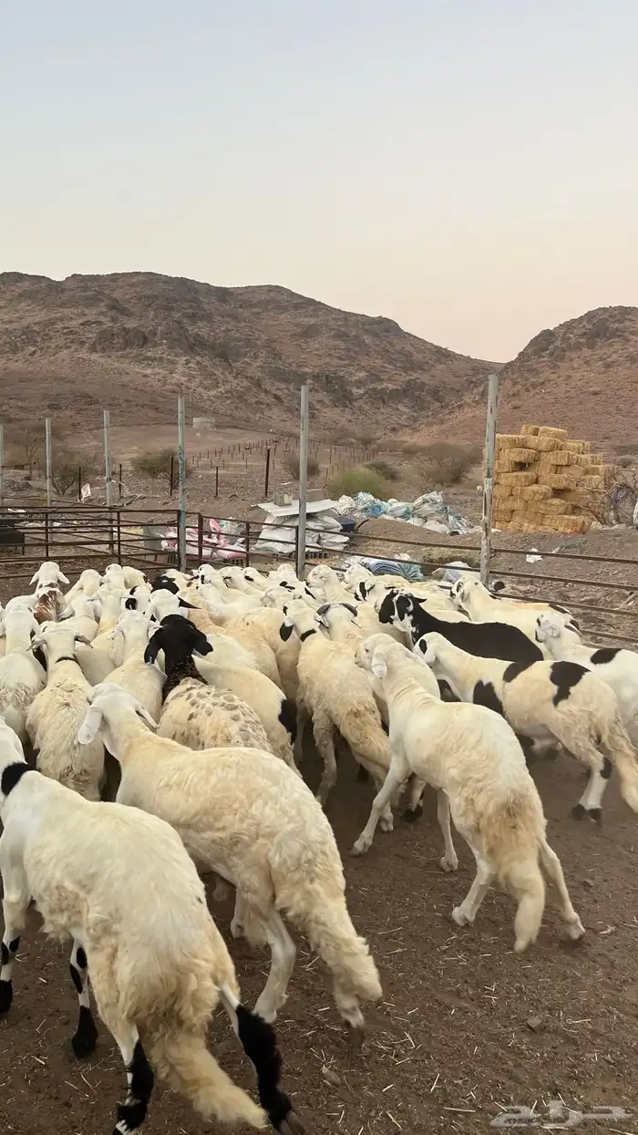 طليان سواكن شبيه الحرب مرابى جادعان مرابى 26