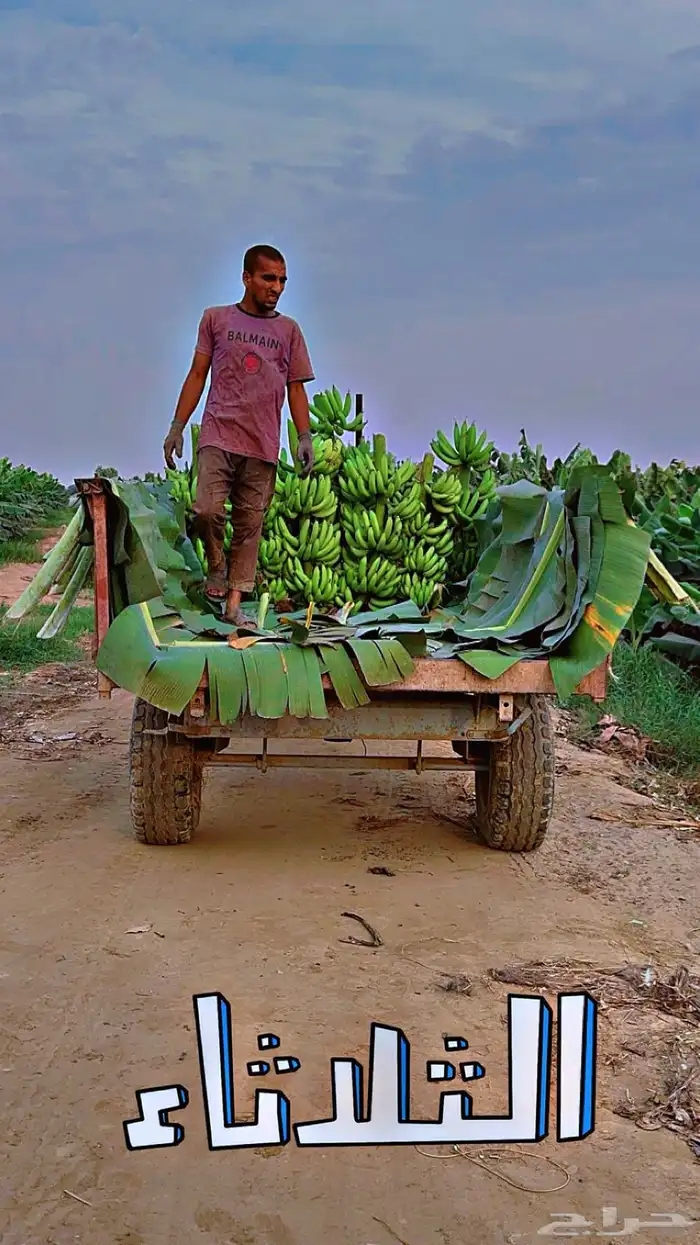 محتاج شريك ( عندي أرض زراعيه) 3