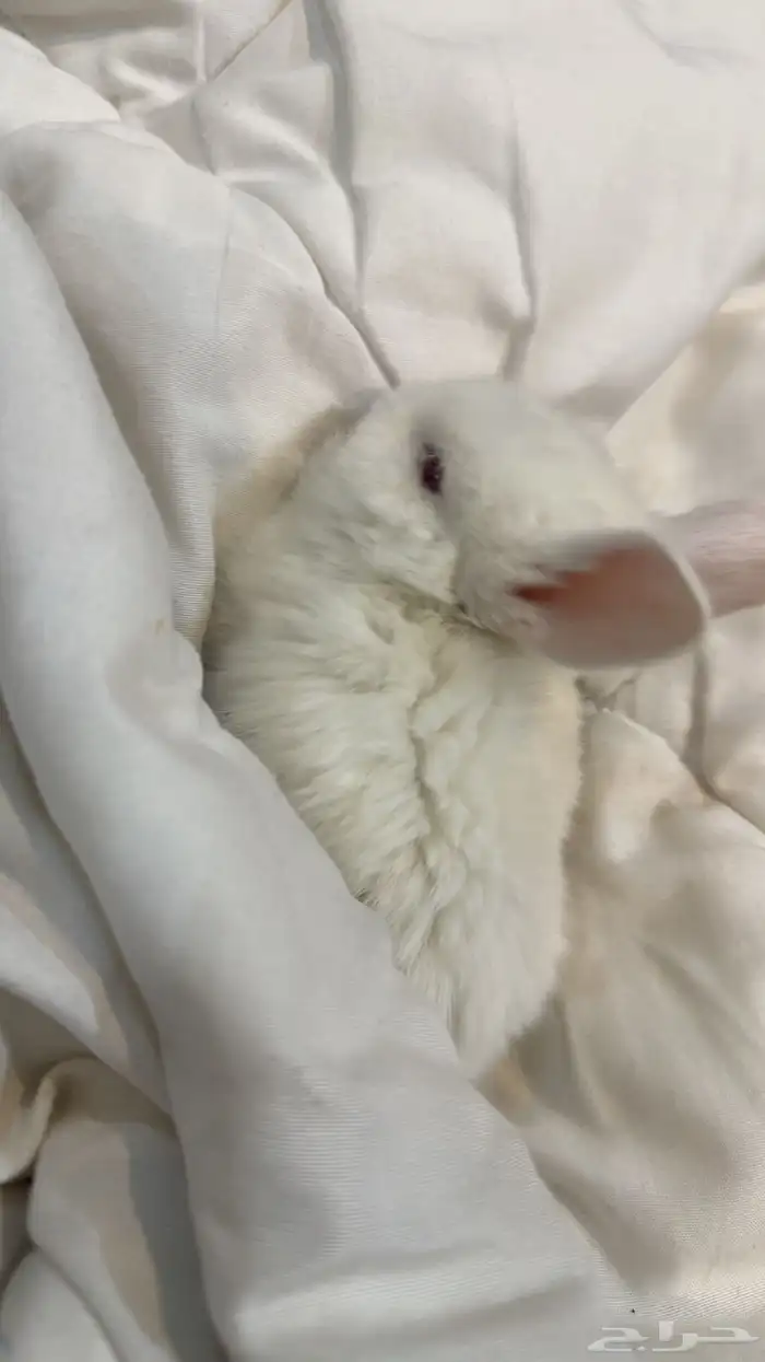 ارنب هولندي بكامل مستلزماته للبدل 0