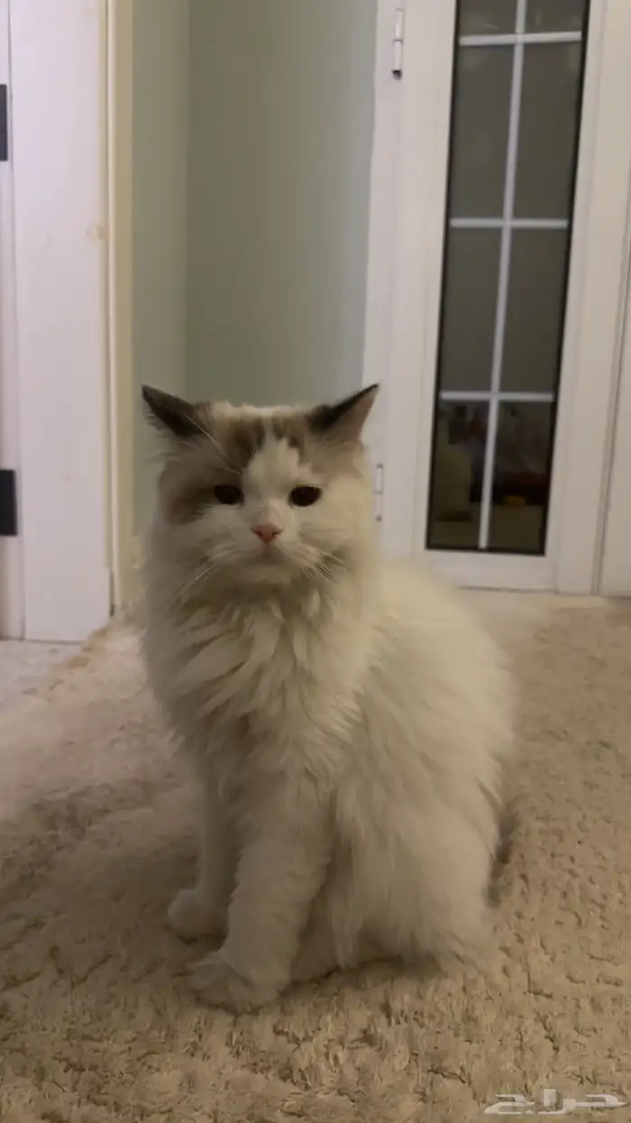 قط راغدول للبيع 4