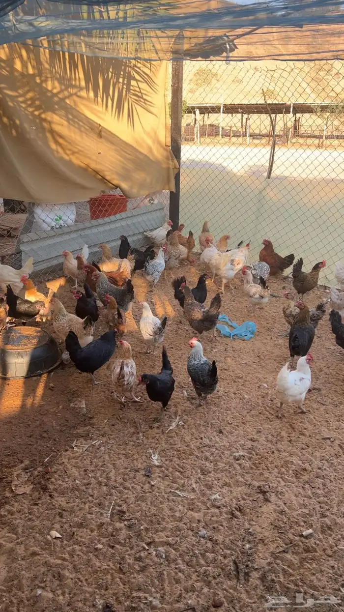 للبيع دجاج مشكل 12