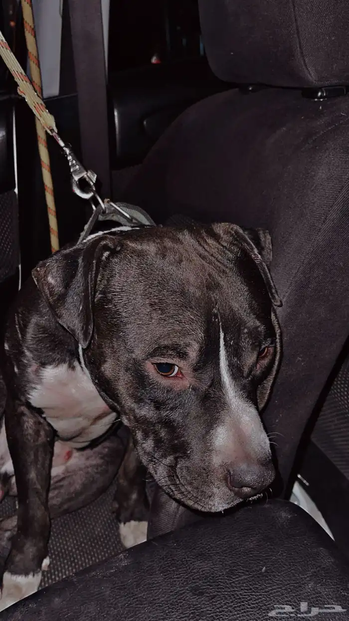 ذكر بيتبول بلاك نوز 0