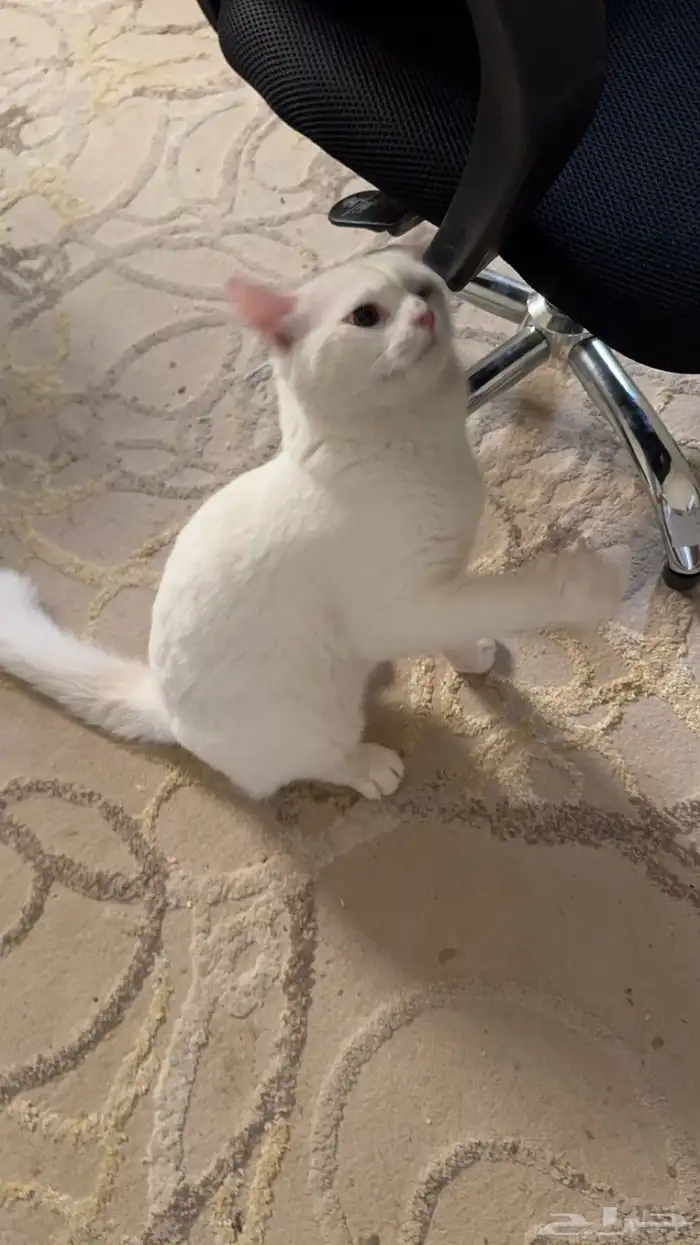 قط شيرازي للتبني 0