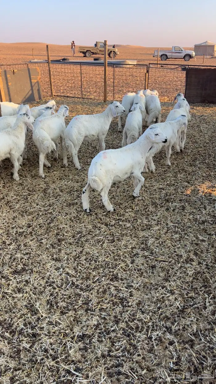 للبيع بهم حري 30 راس خرفان صافي 0