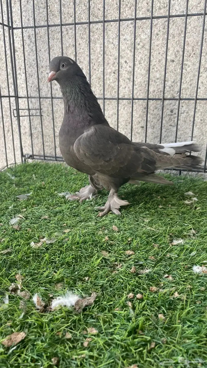 هزازي و أناثي أتراك . 4