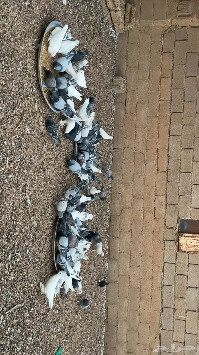 حمام زاجل وفرنسي 1