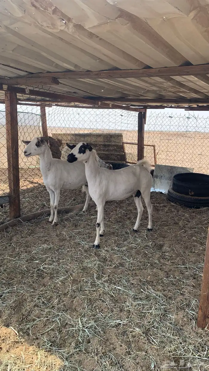 معزا بيشيات مراح واحد دفيع و ولد 0