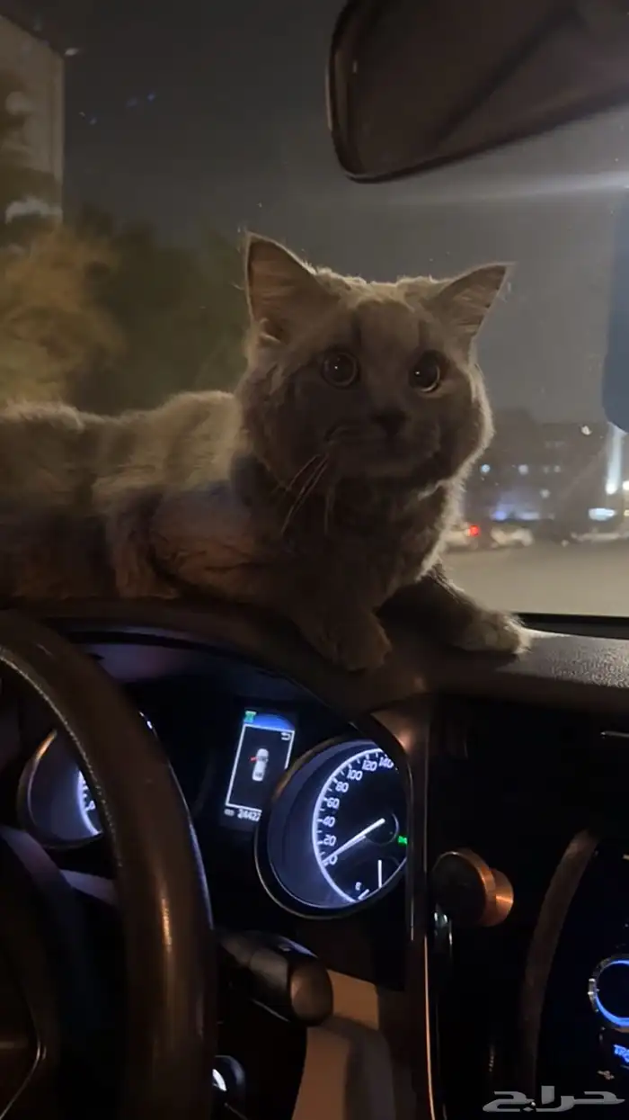 ذكر شيرازي للتبني العمر7شهور متطعم 2