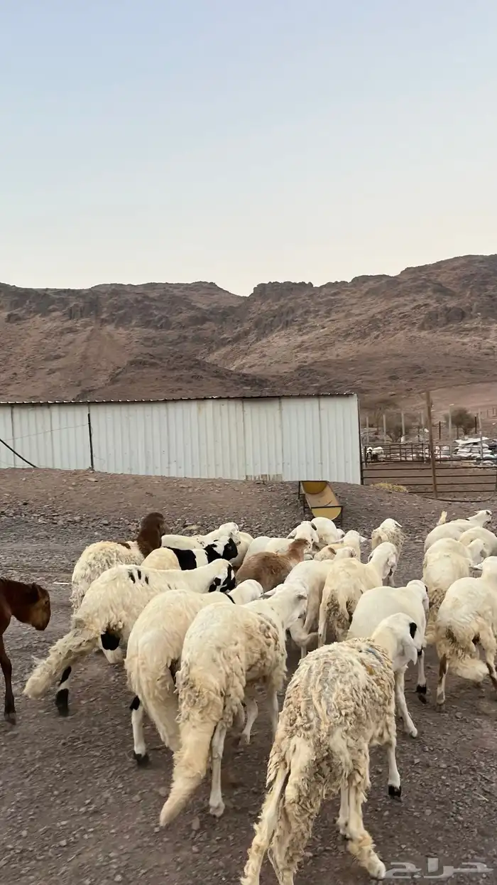 طليان سواكن شبيه الحرب مرابى جادعان مرابى 10