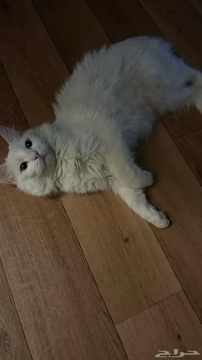 قطة شيرازي للبيع 0