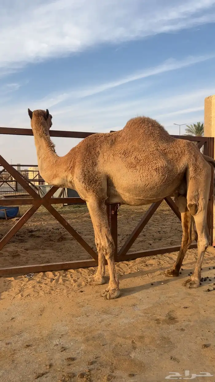 لقحات للبيع 0