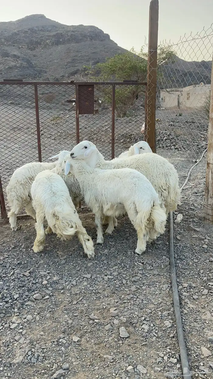 ( تم البيع )طليان حريات فاخره 8