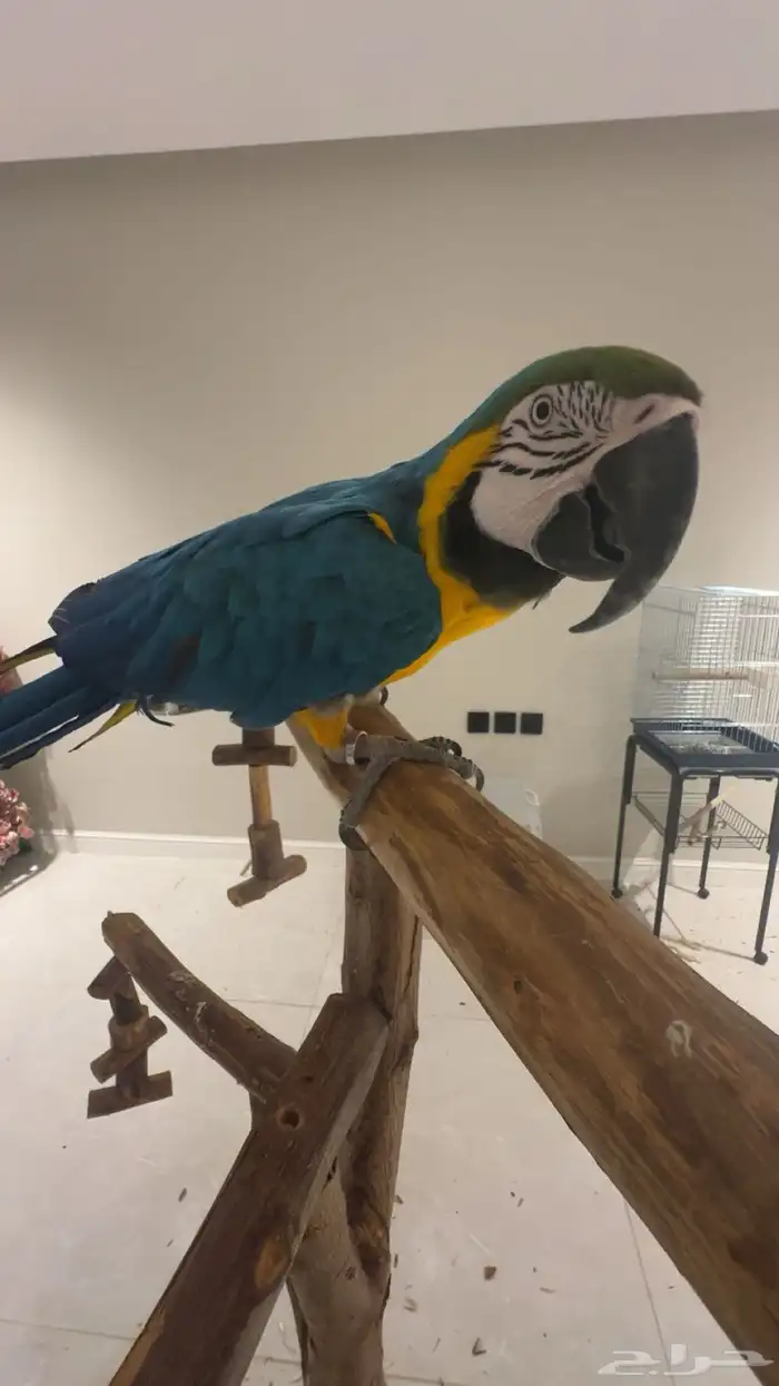 مكاو متكلم وهدد 1