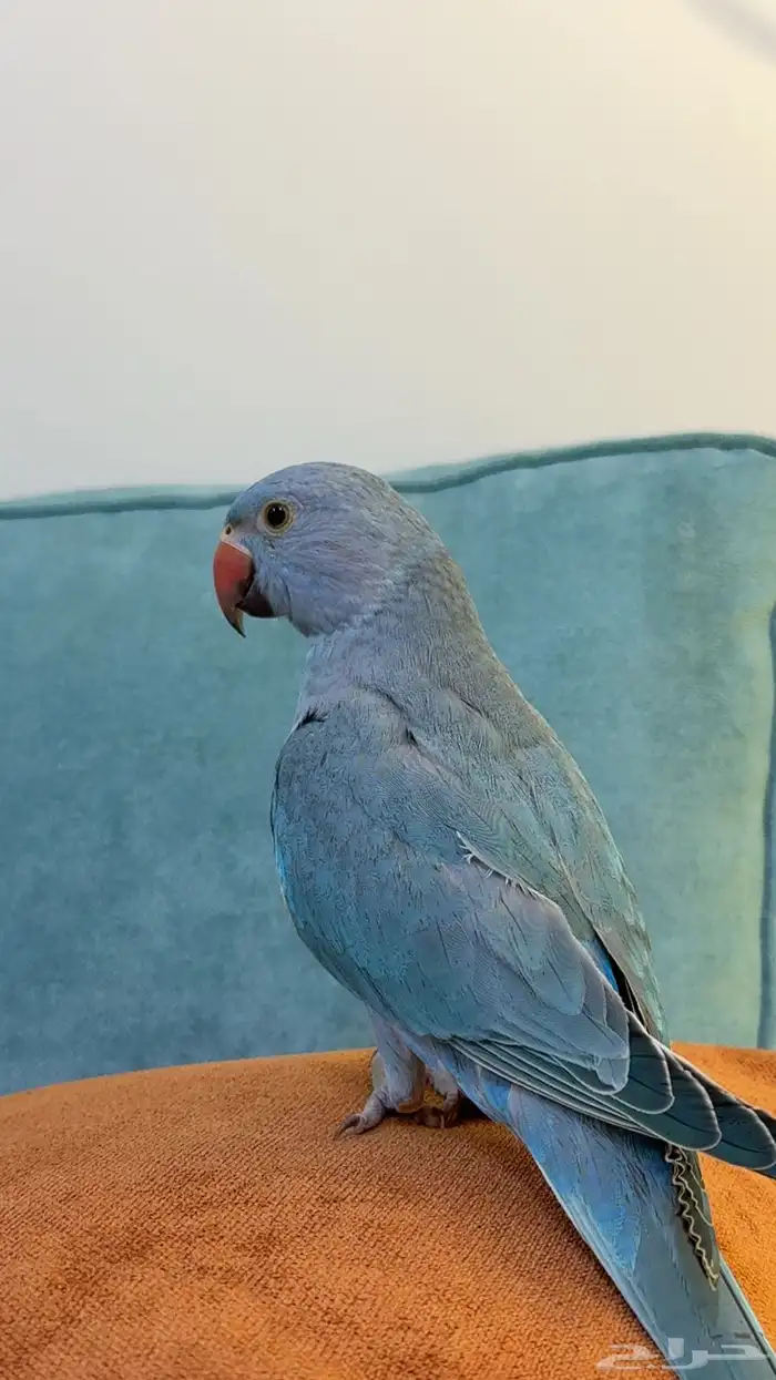 ببغاء الدره   ما شاء الله تبارك الله 1