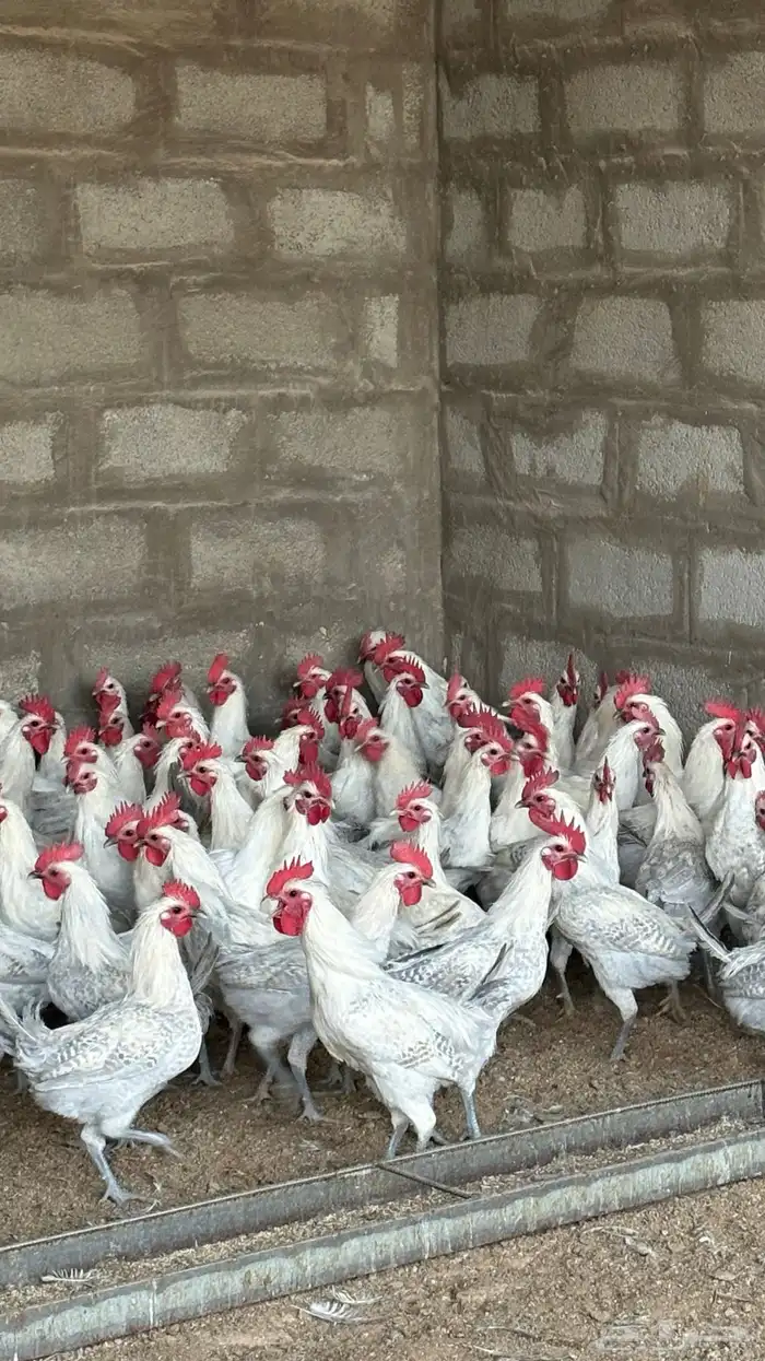 ديوك فيومي المنيوم 140 ديك 4