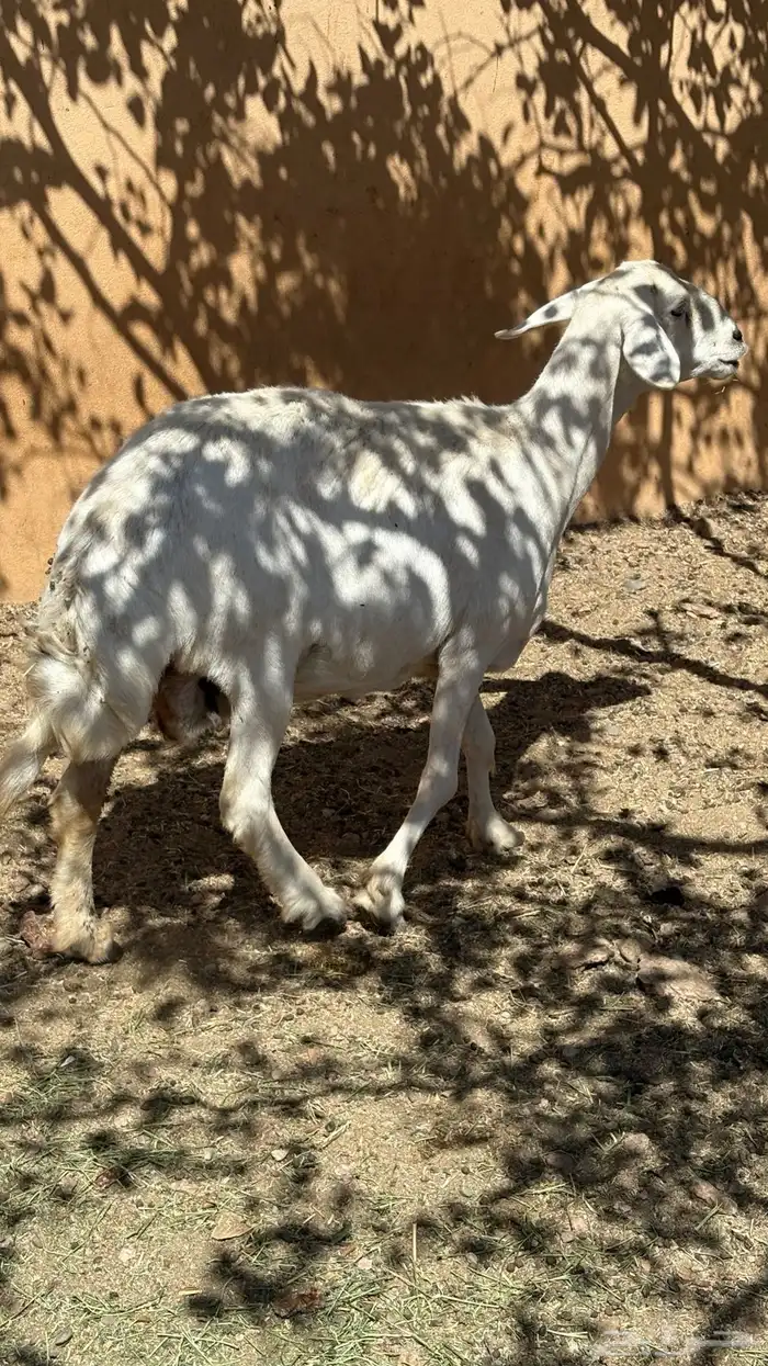 شاه حايل شرط سنها جامع سمين ذبيحه الحد 1000 1