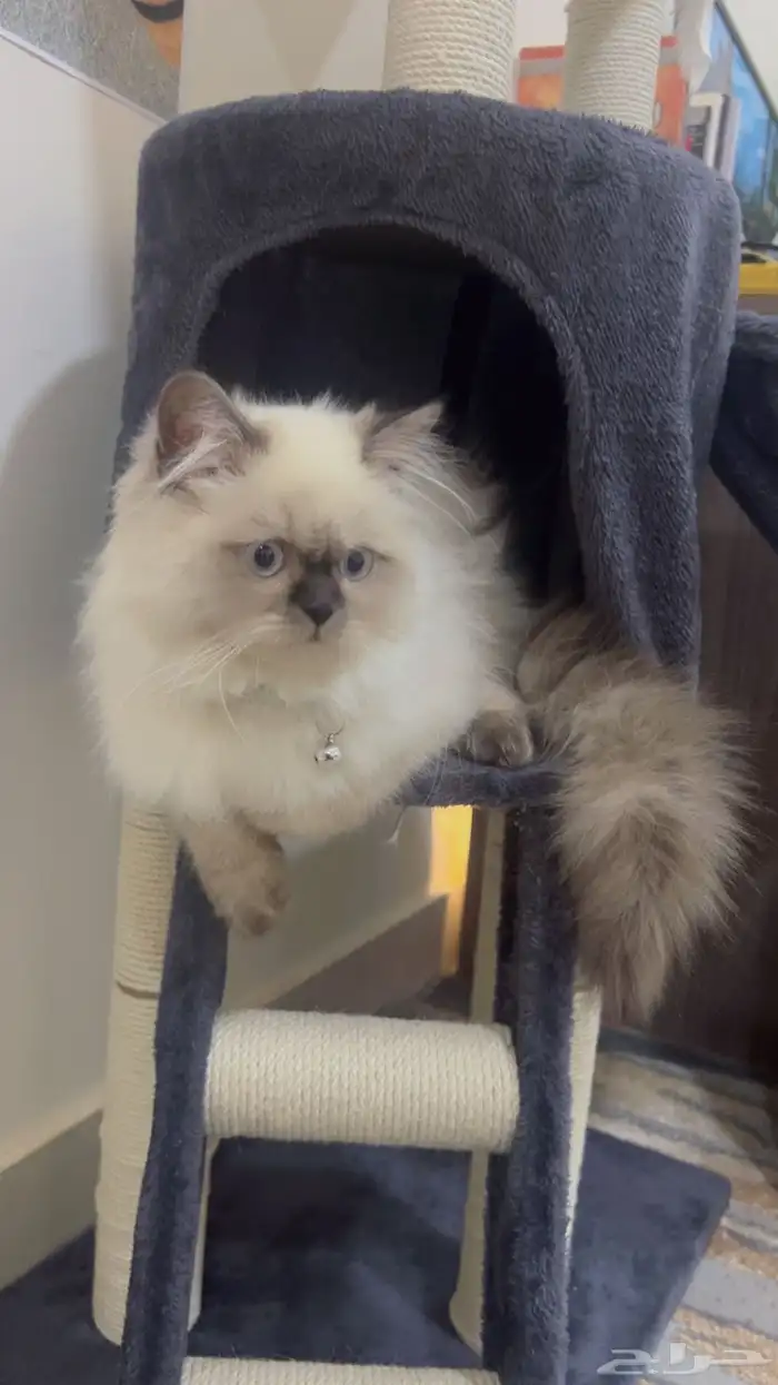 قط هيملايا للبيع مع اغراضه 3