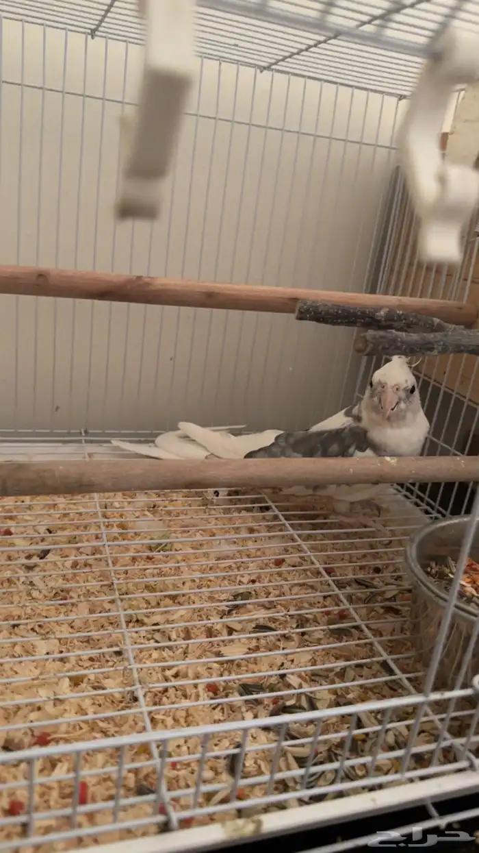 كروان مب أليف ذكر انتاج 1