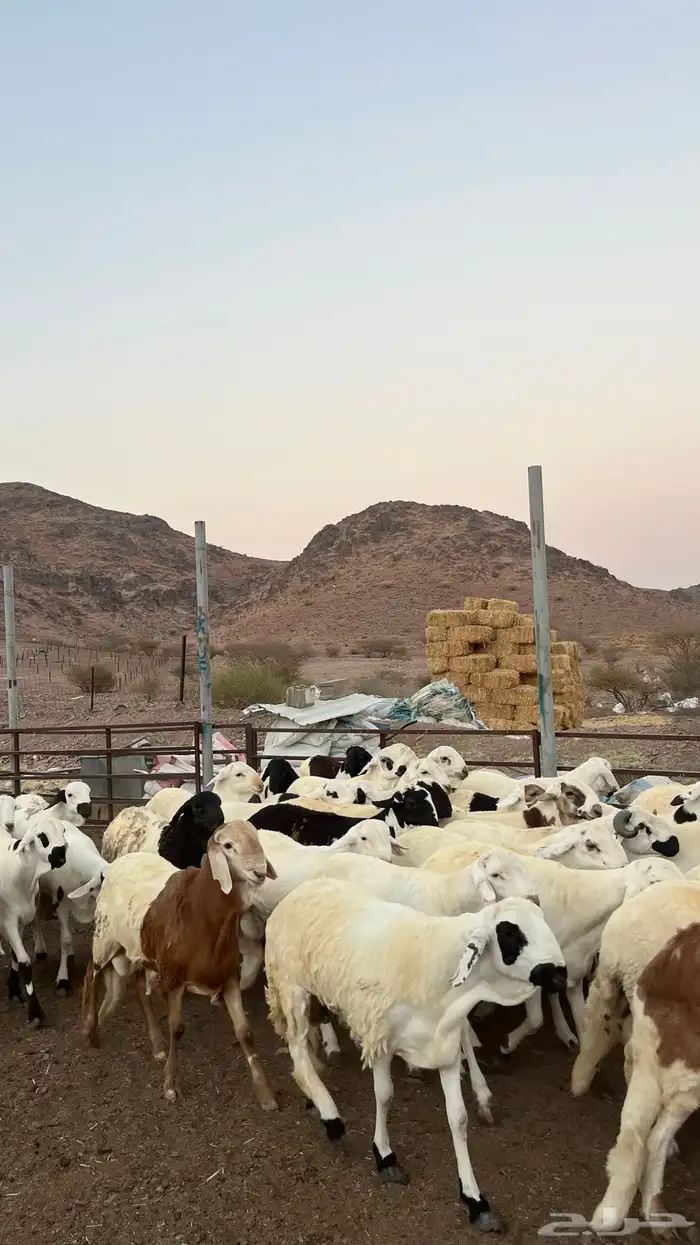 طليان سواكن شبيه الحرب مرابى جادعان مرابى 20