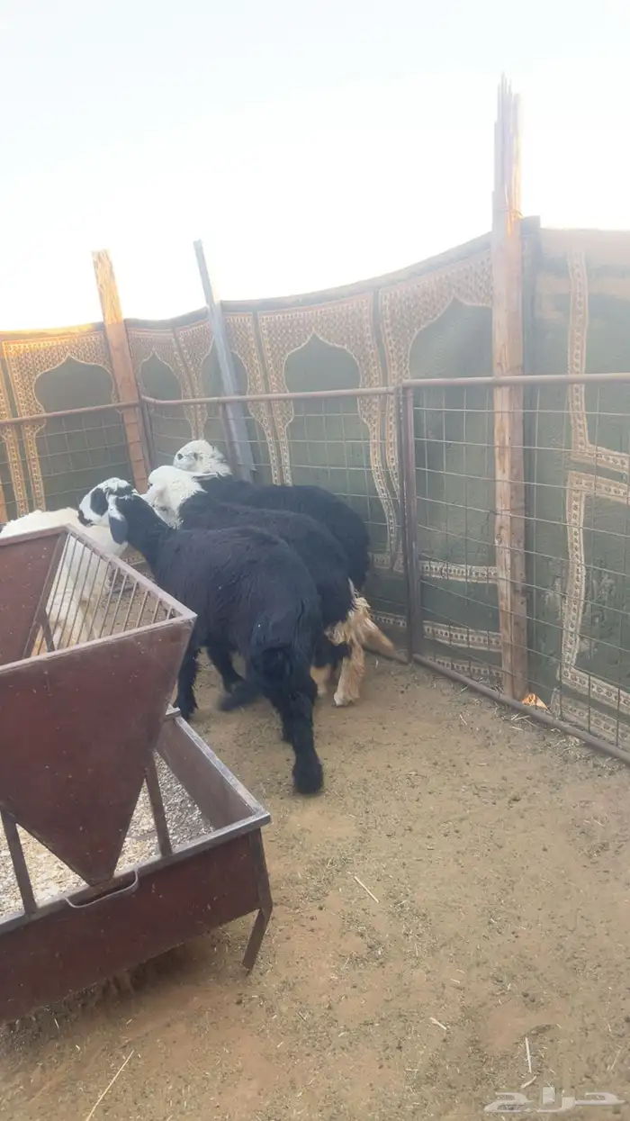 رخال للبيع فل مقفلات 3