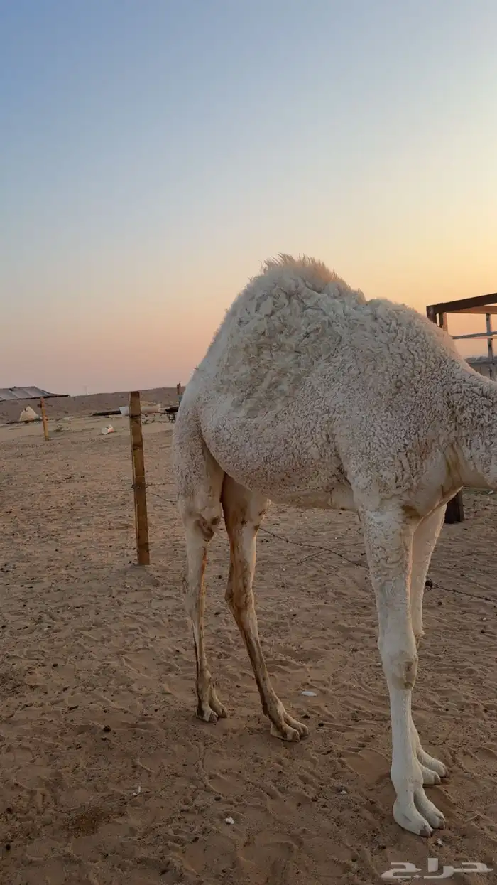 بكره فل شحم 0