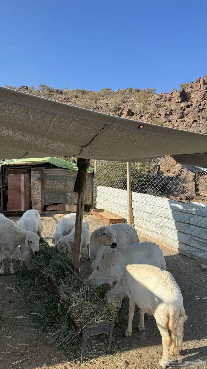 ضان مقاني بالفحل 1