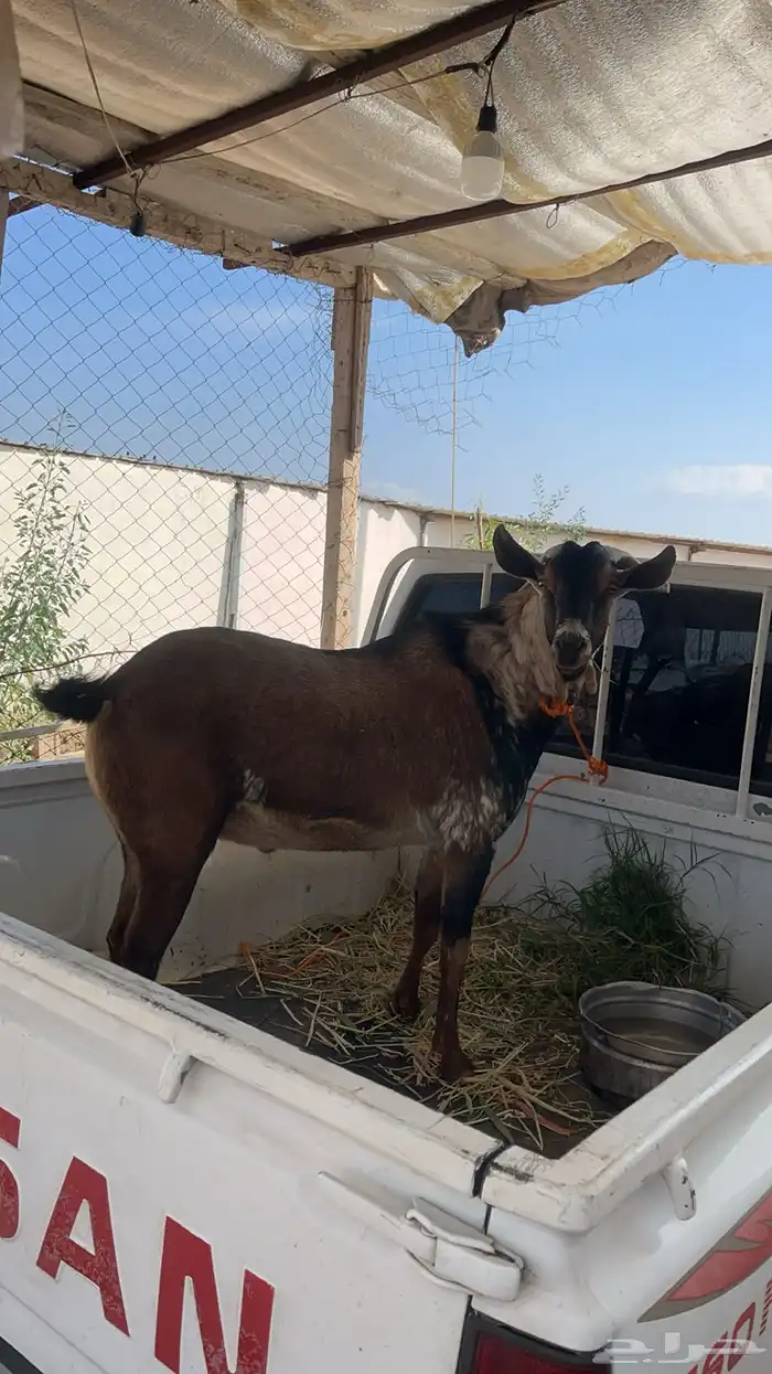 تيس اوشح فحل من غنم محايل 0