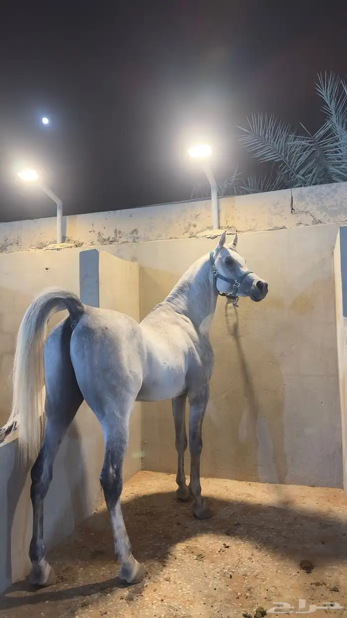 حصان شعبي حار على يدك 3