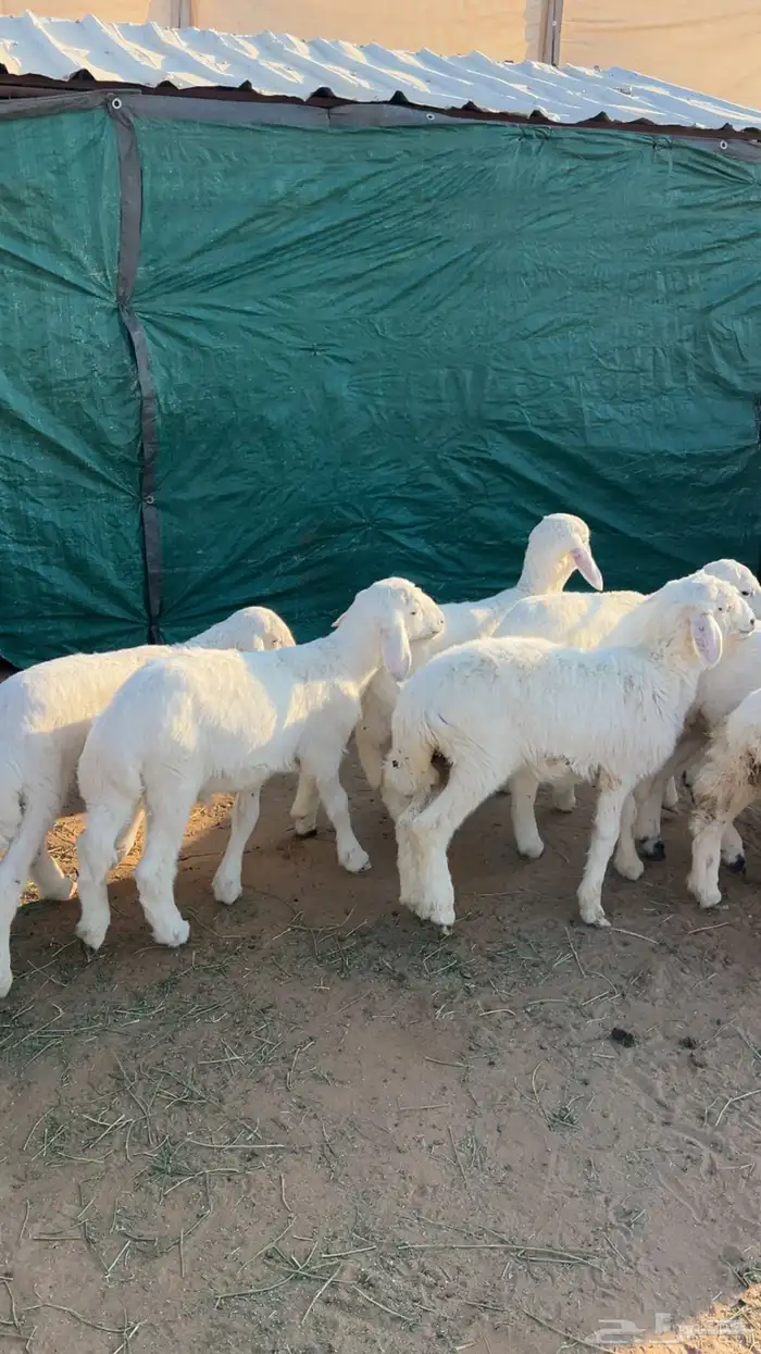 للبيع بهم حري 5