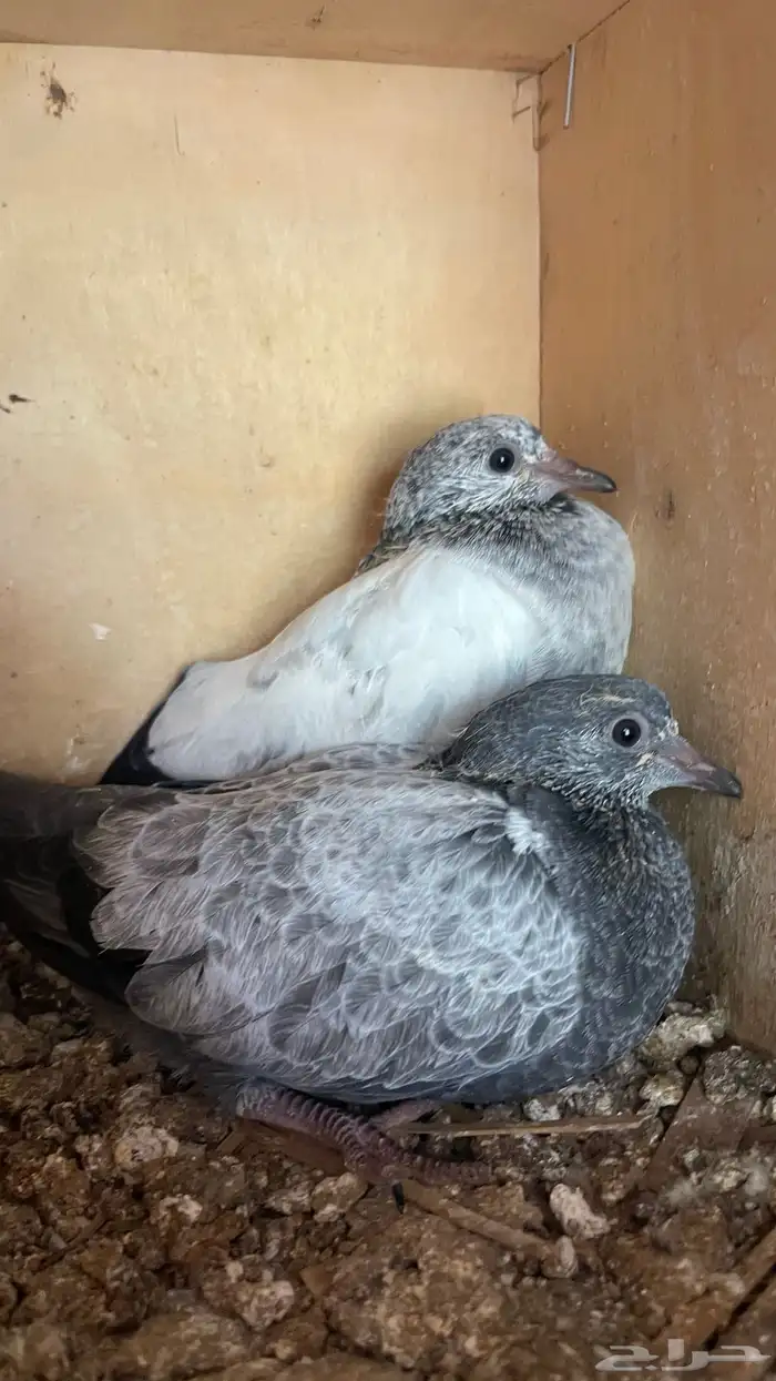 طبات حمام هندي تيدي فاخر طيار وذبح 0