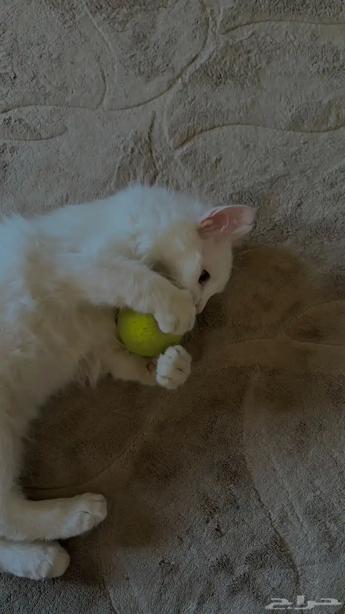 قطة شيرازي للبيع 5