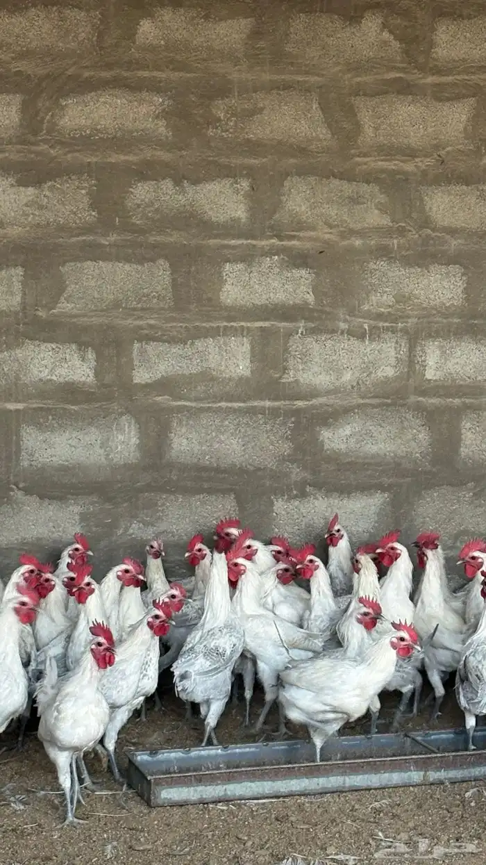 ديوك فيومي المنيوم 140 ديك 2