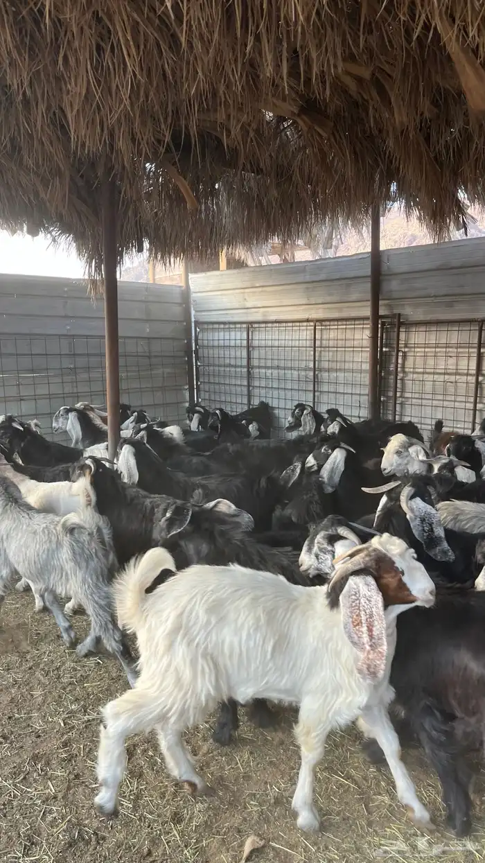 تيوس جبره ذبائح مخاصي جادعان 5