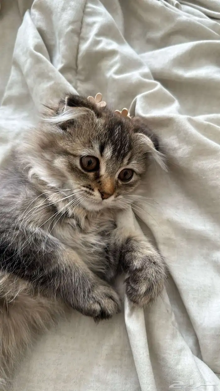 قطط سكوتش للبيع 2