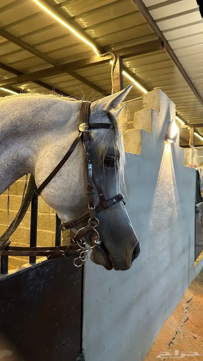 حصان شعبي حار على يدك 5