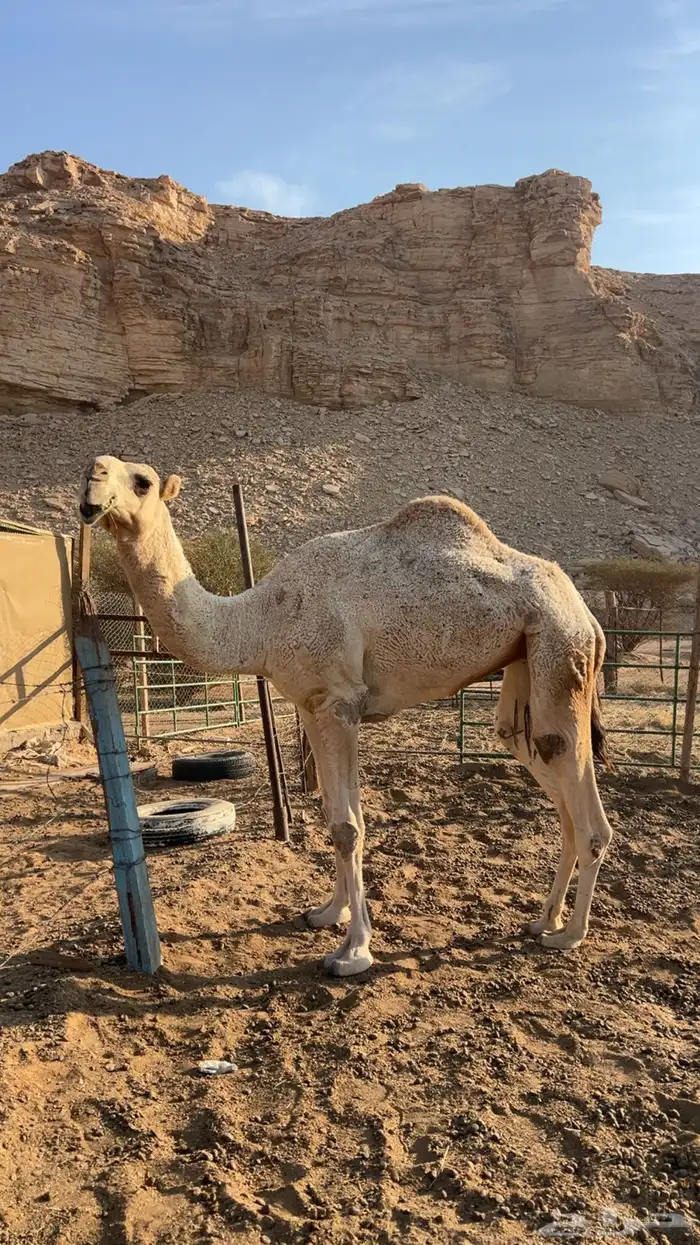 ناقه رباع عليانيه 0