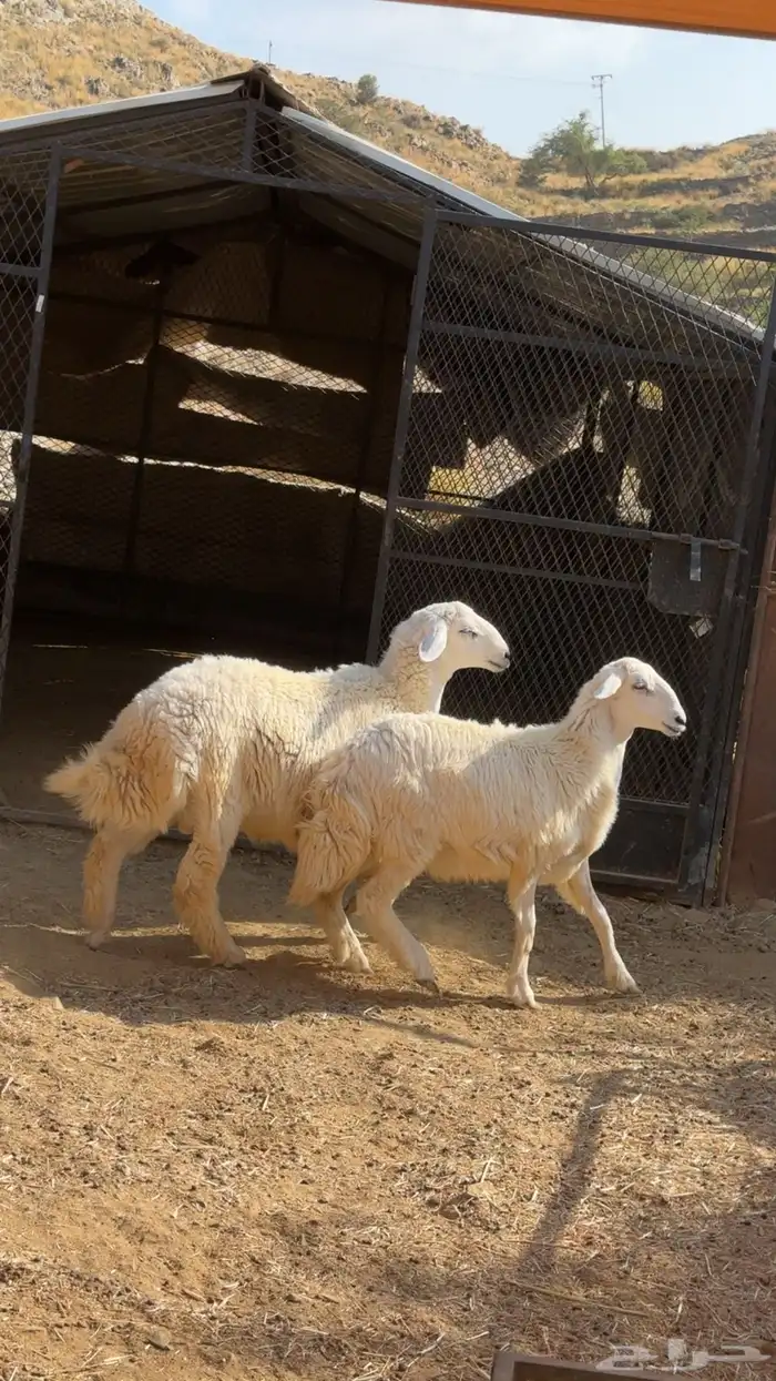 طلي ورخله حريات اعمارها 6 شهور 6