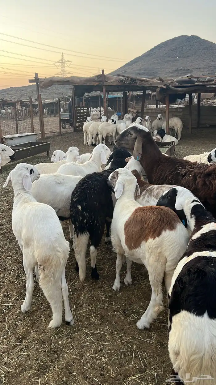 طليان سواكن للبيع 2